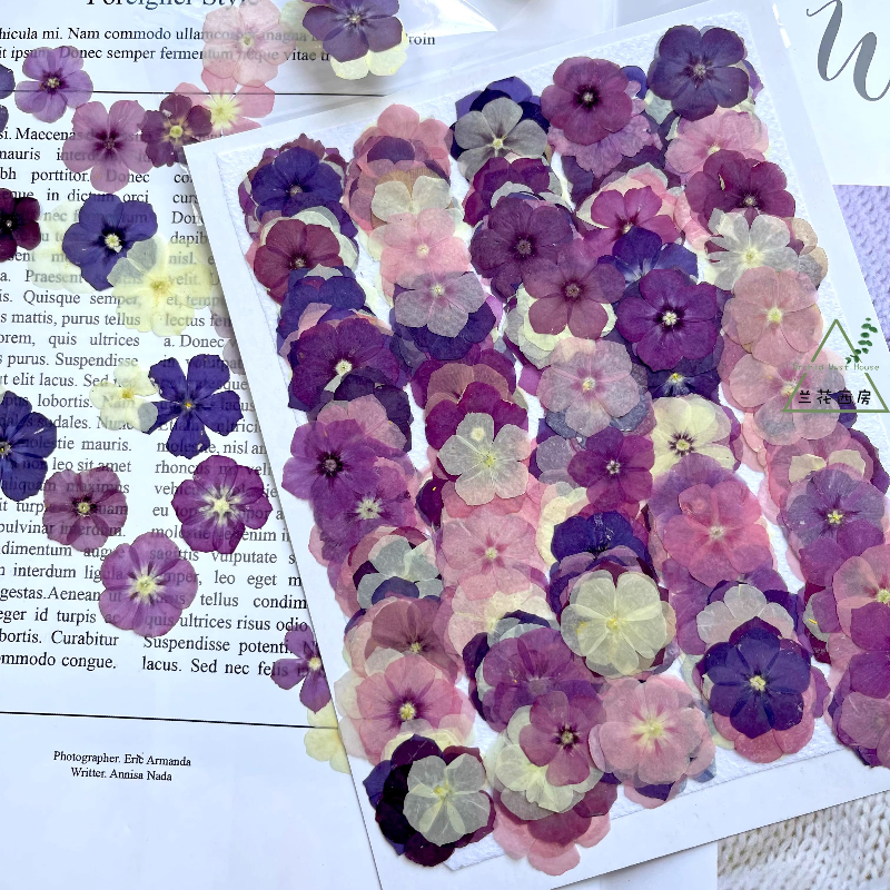 Home Decor Niche - 12pcs,Semi-Transparent Niche Phlox Pressed Dried Flowers