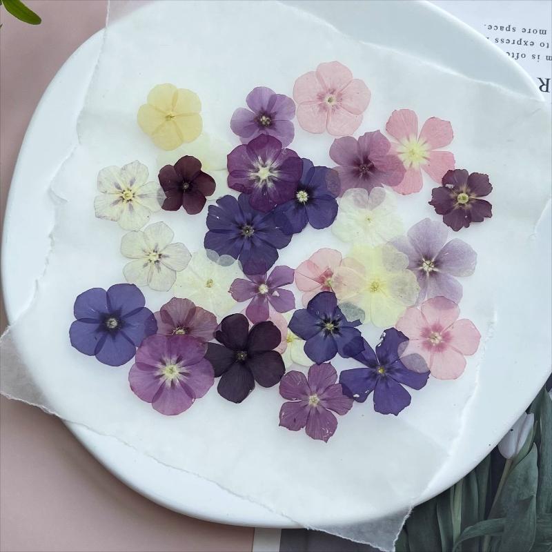 12pcs,Semi-Transparent Niche P - Home Decor Niche のレビューと価格