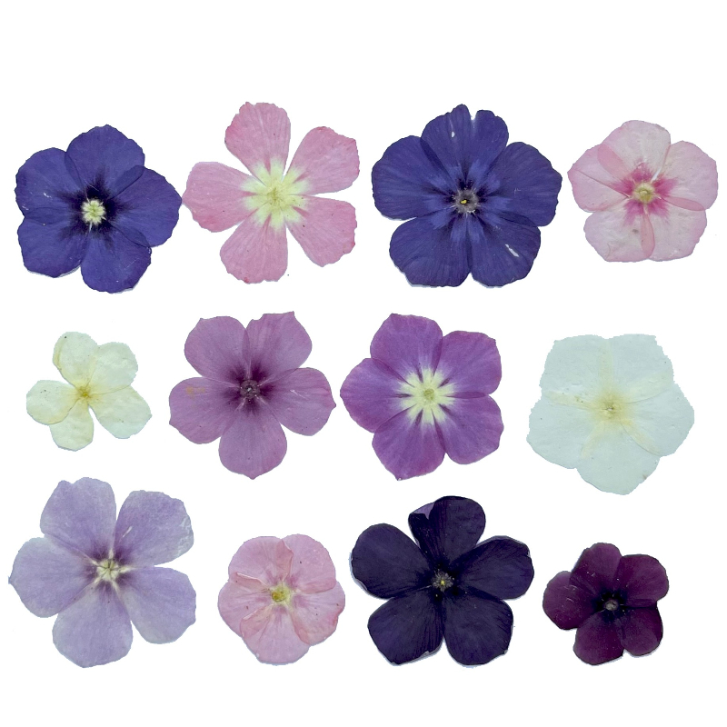 12pcs,Semi-Transparent Niche P - Home Decor Niche のレビューと価格